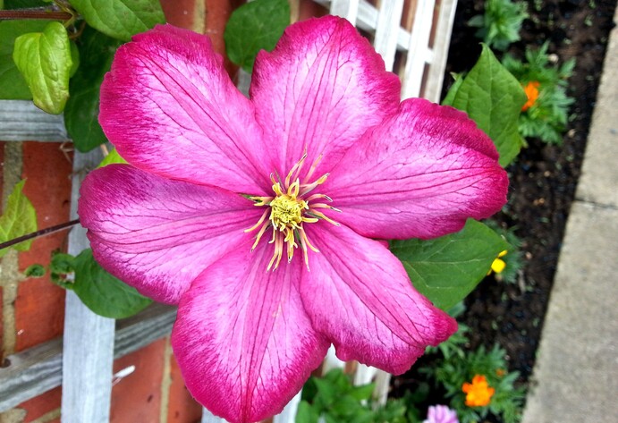 Eine Clematis