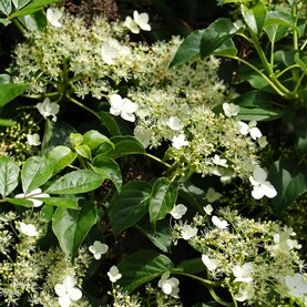 Eine Kletterhortensie