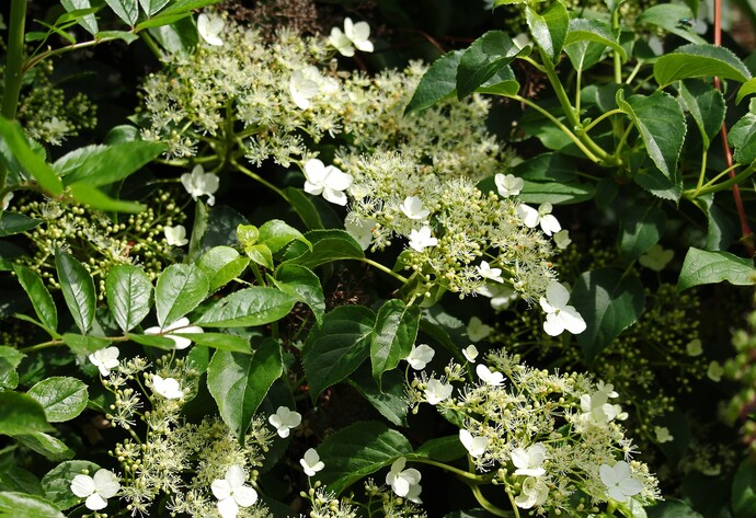 Eine Kletterhortensie