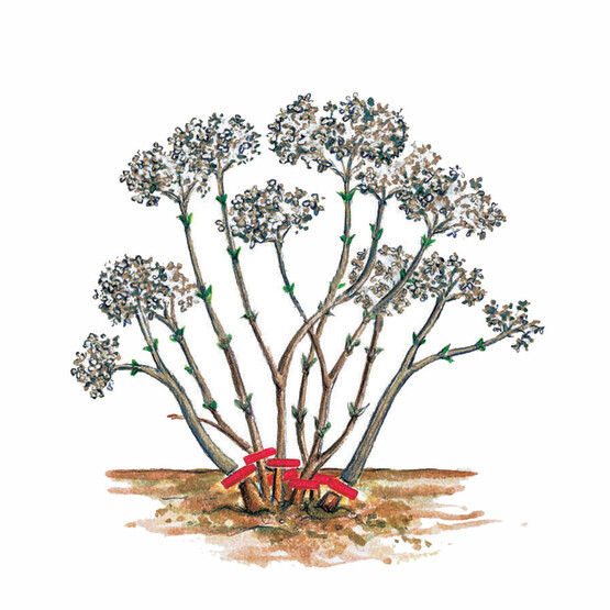 Schnittanleitung Schneeballhortensie