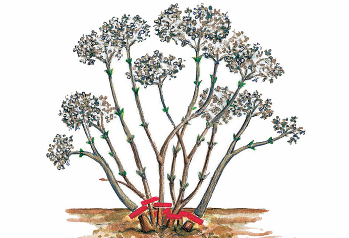 Schnittanleitung Schneeballhortensie