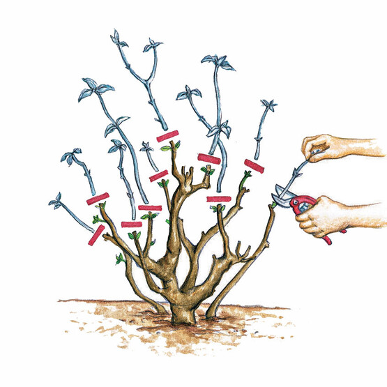 Schnittanleitung Rispenhortensie