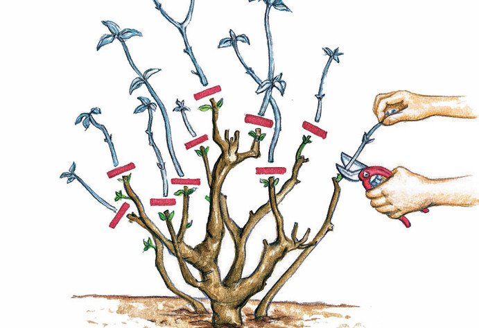 Schnittanleitung Rispenhortensie