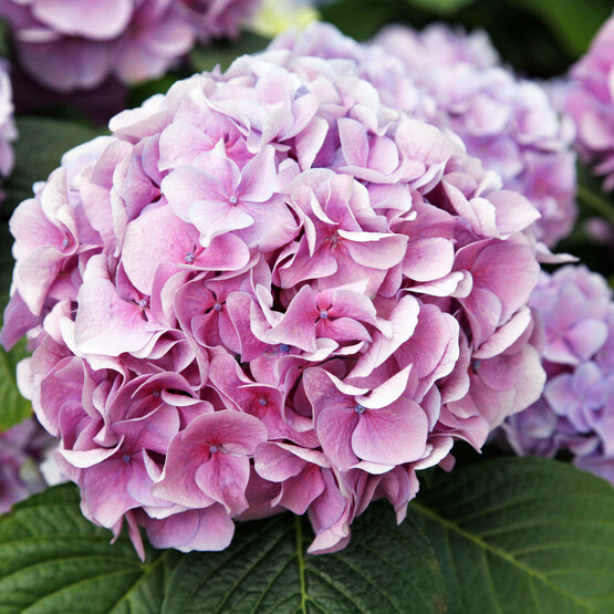 Rosafarbene Bl&uuml;te einer Bauernhortensie