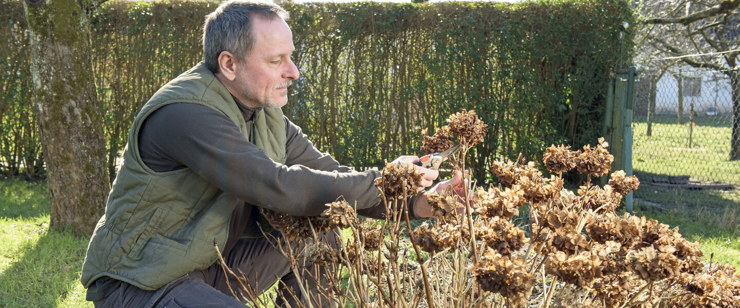 Bauernhortensie schneiden
