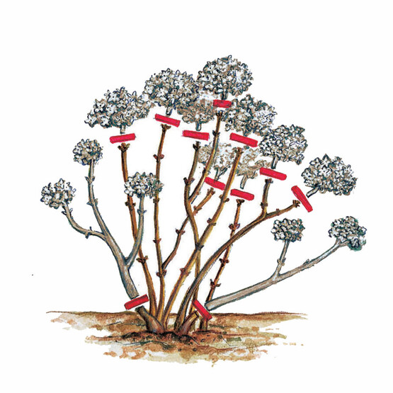 Schnittanleitung Bauernhortensie