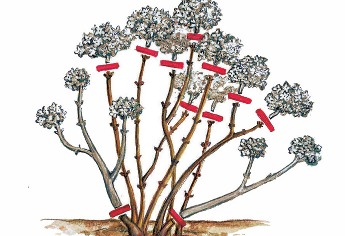 Schnittanleitung Bauernhortensie