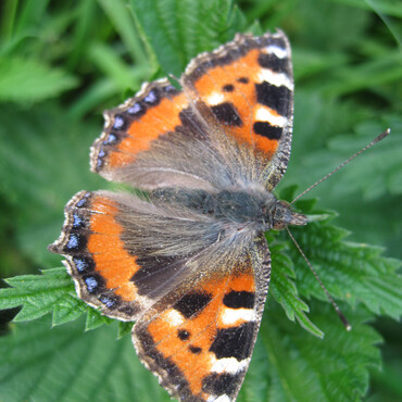 Schmetterling