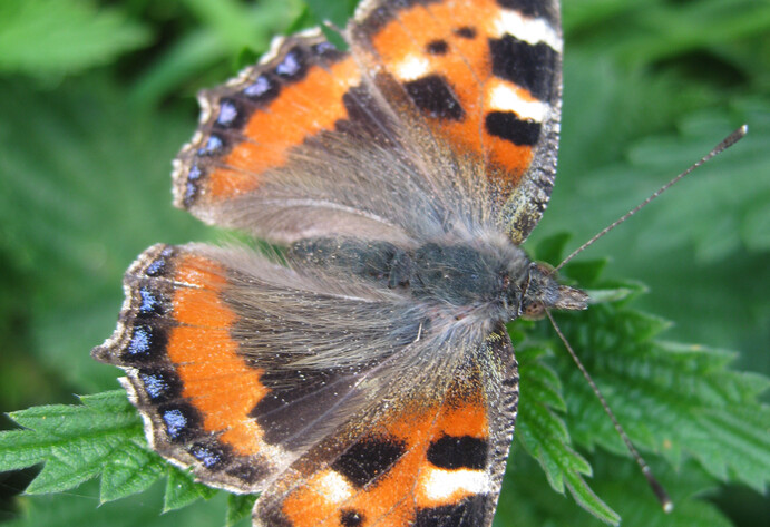 Schmetterling