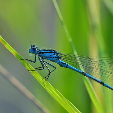 Blaue Libelle auf Blatt