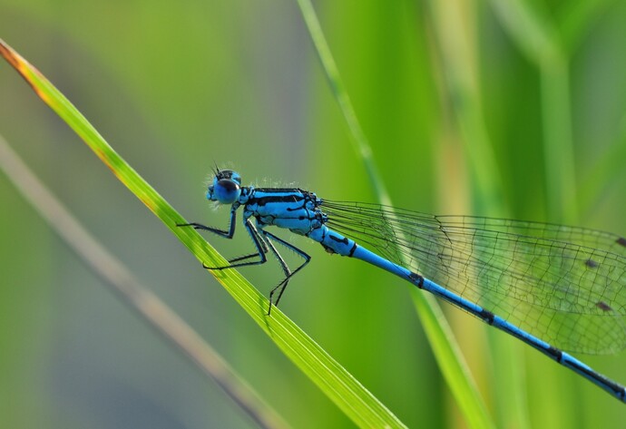 Blaue Libelle auf Blatt