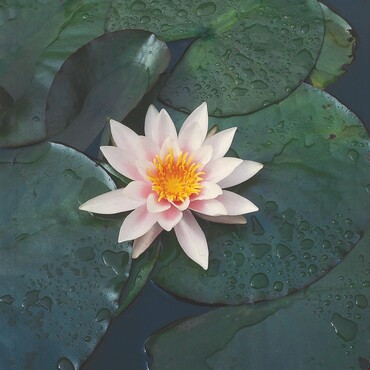 Seerose