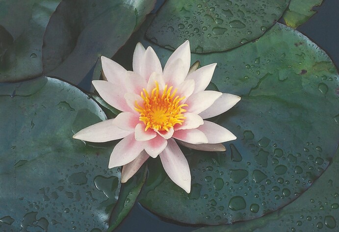Seerose