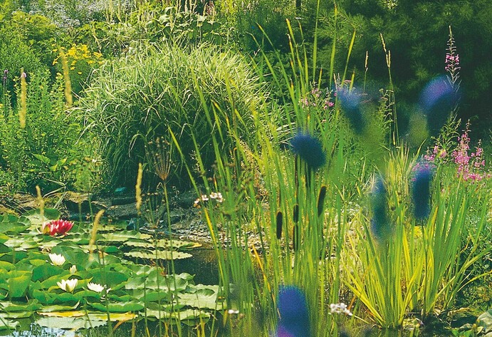 Gartenteichflora