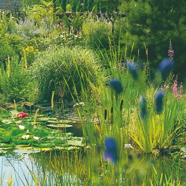 Gartenteichflora