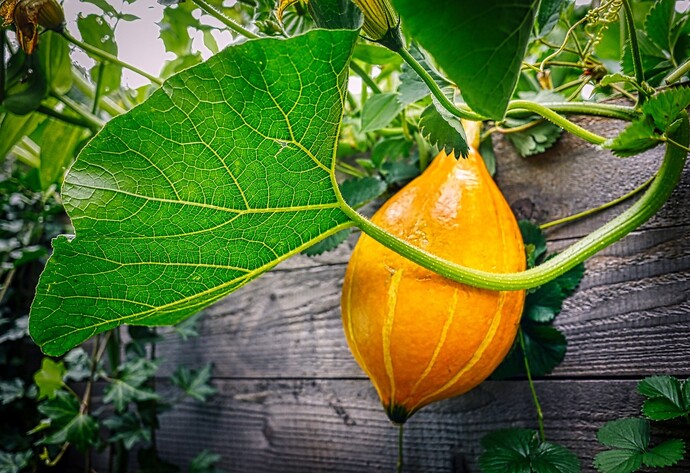 Kleiner orangegelber Kürbis mit grünen Blättern