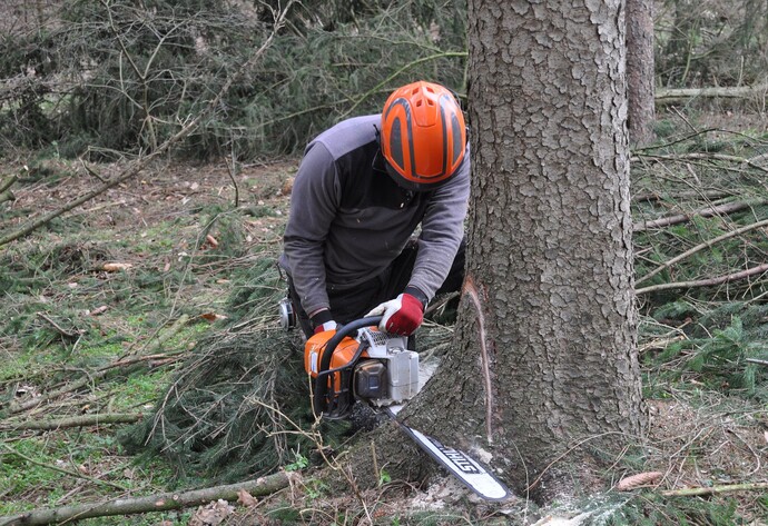 Mann sägt einen Baum an