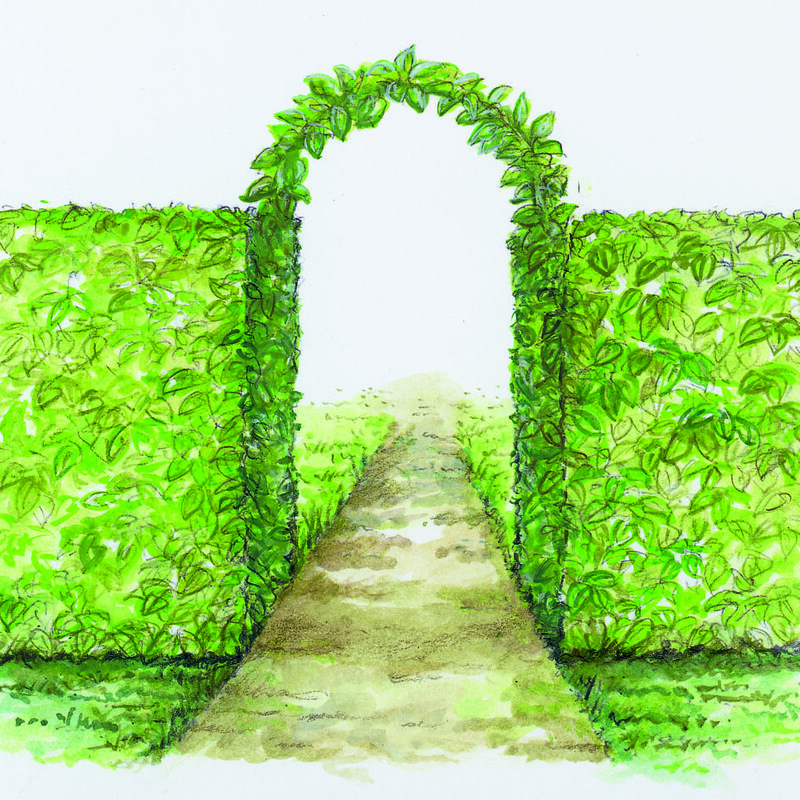 aus Heckentrieben Torbogen formen