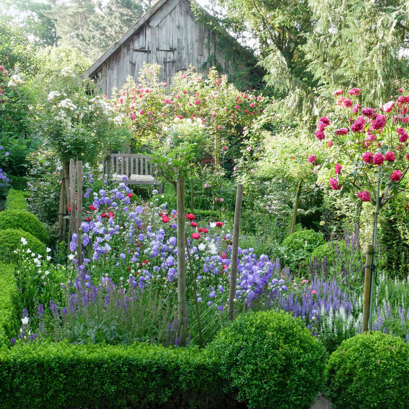 Niedrige Hecke als Beetbegrenzung