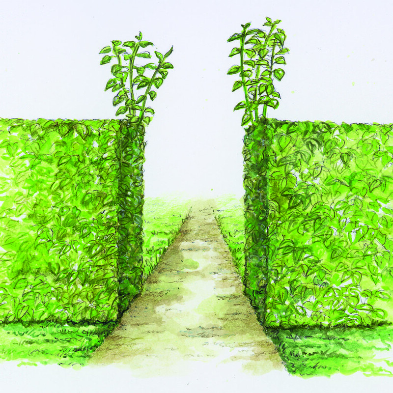 Triebe in Hecke f&uuml;r Torbogen stehen lassen