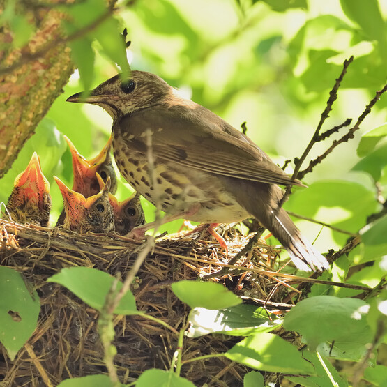 Vogelnest in Hecke