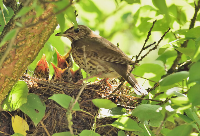 Vogelnest in Hecke