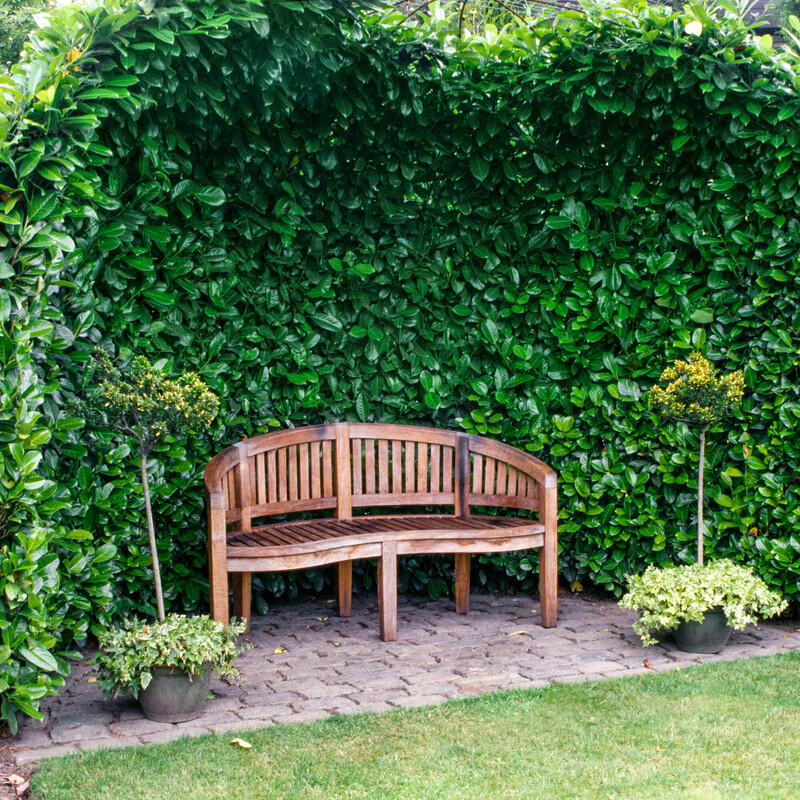 Holzbank vor einer Hecke