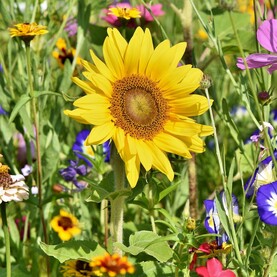 Sonnenblume
