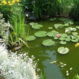 Gartenteich