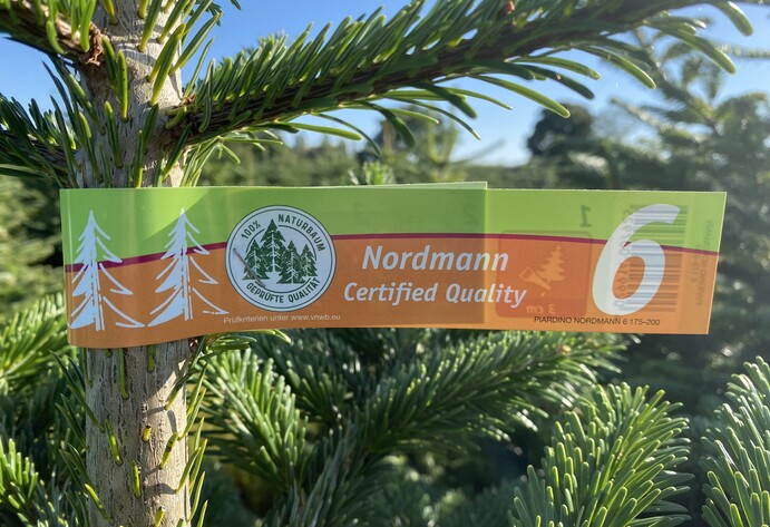Nordmanntanne mit Baumsiegel