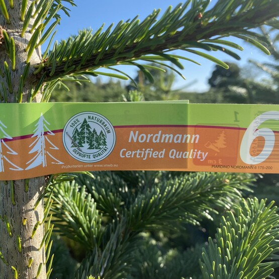Nordmanntanne mit Baumsiegel