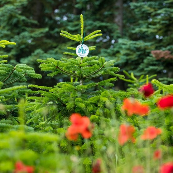 Weihnachtsbäume in Blühwiese