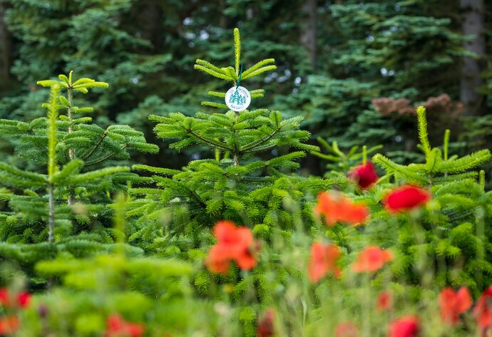 Weihnachtsbäume in Blühwiese
