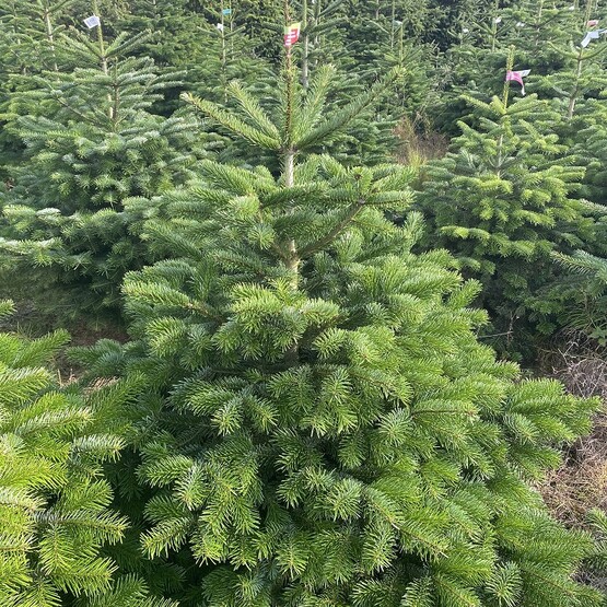 Weihnachtsbäume auf Plantage