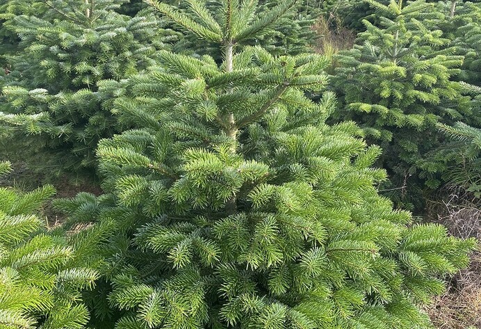 Weihnachtsbäume auf Plantage