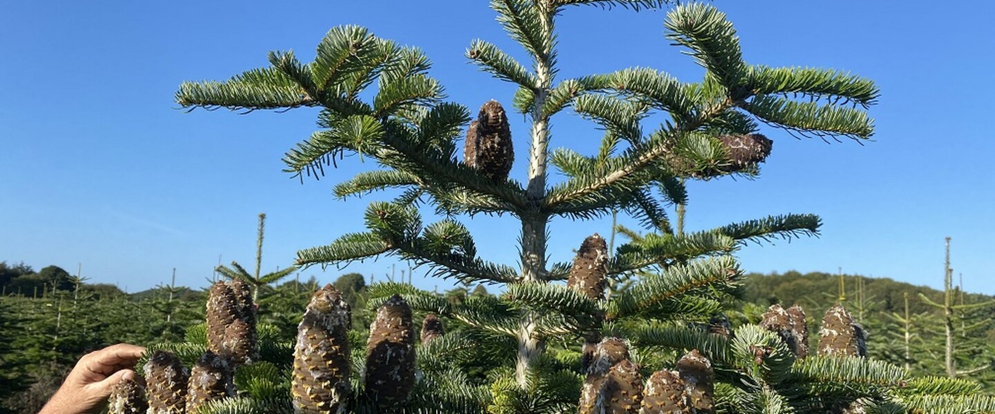 Weihnachtsbaum mit Zapfen