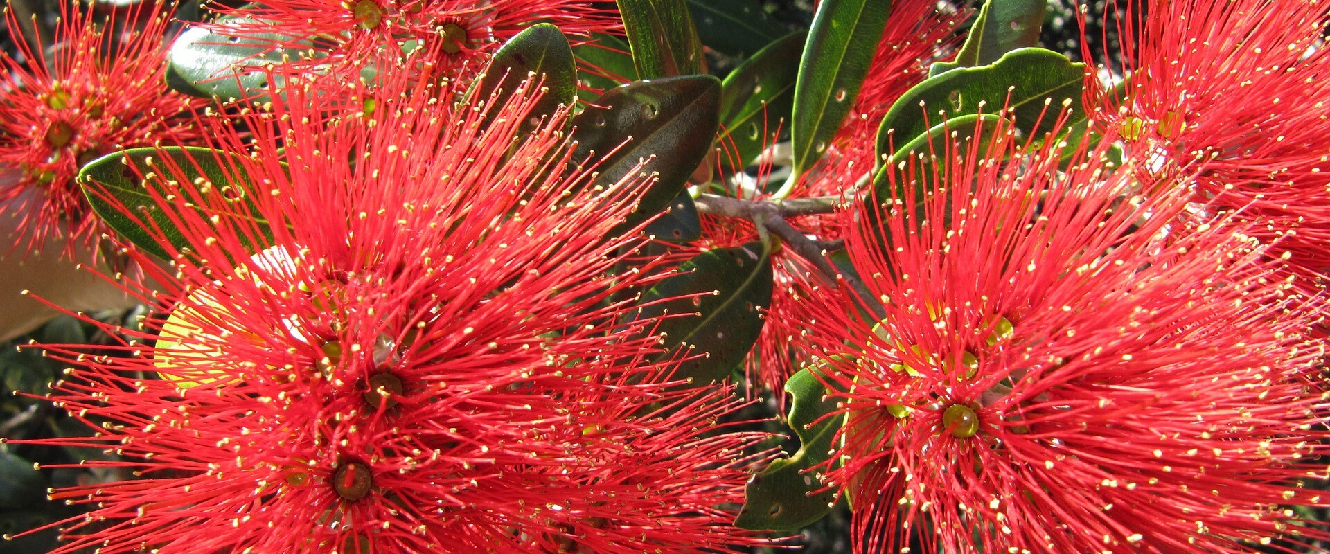 Pohutukawa Neuseelands Weihnachtsbaum richtiggut.de