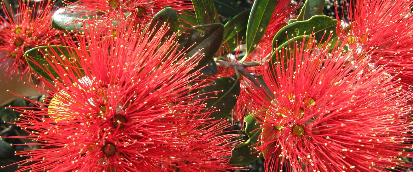 Pohutukawa-Blüten zur Weihnachtszeit