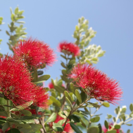 Pohutukawa Baum in voller Pracht