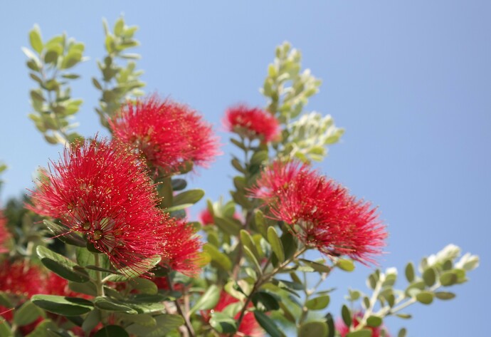 Pohutukawa Baum in voller Pracht