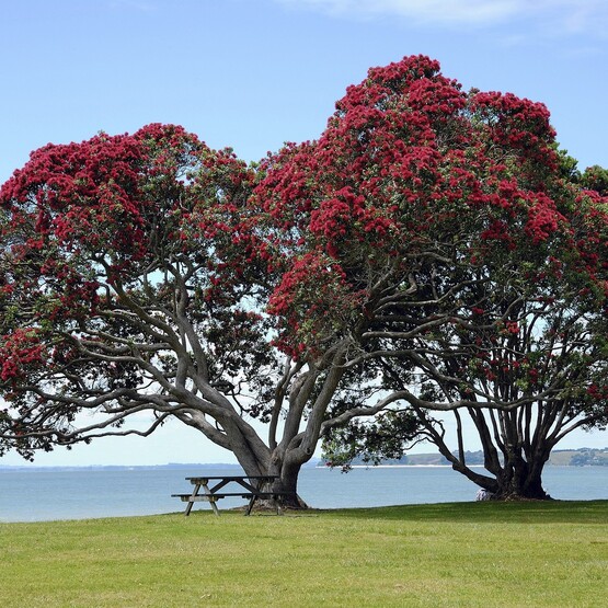 Pohutukawa-Bäume in Neuseeland