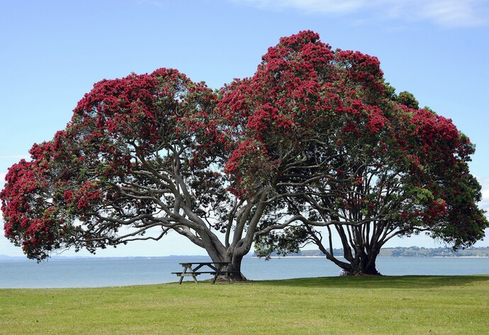 Pohutukawa-Bäume in Neuseeland