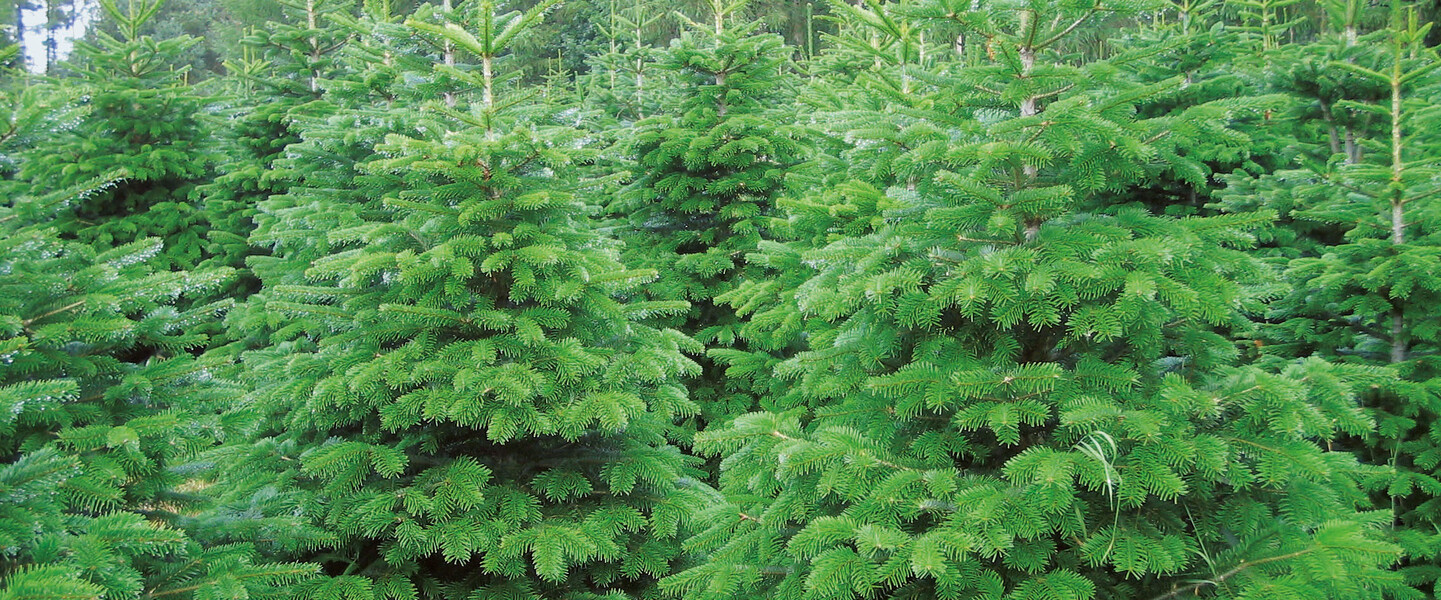 Plantage mit Nordmannatannen