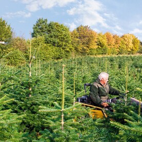 Mann auf einem Rasenmähertraktor in einer Weihnachtsbaumplantage