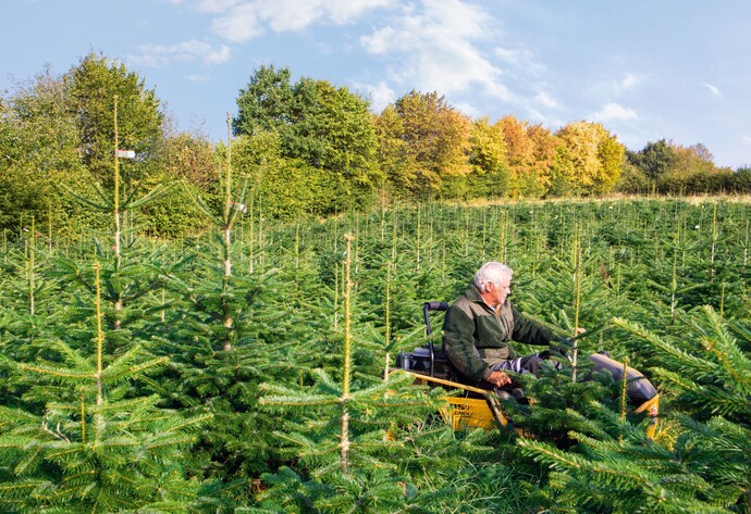 Mann auf einem Rasenmähertraktor in einer Weihnachtsbaumplantage