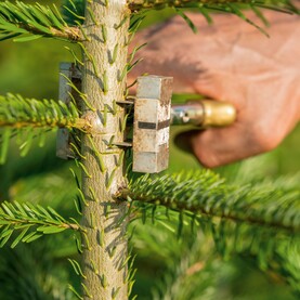 Top-Stop-Zange an Baum anbringen
