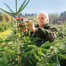 Mann bringt Bio-Siegel an einer Tanne an