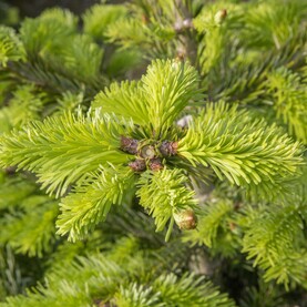Hellgrüne Triebe am Tannenbaum