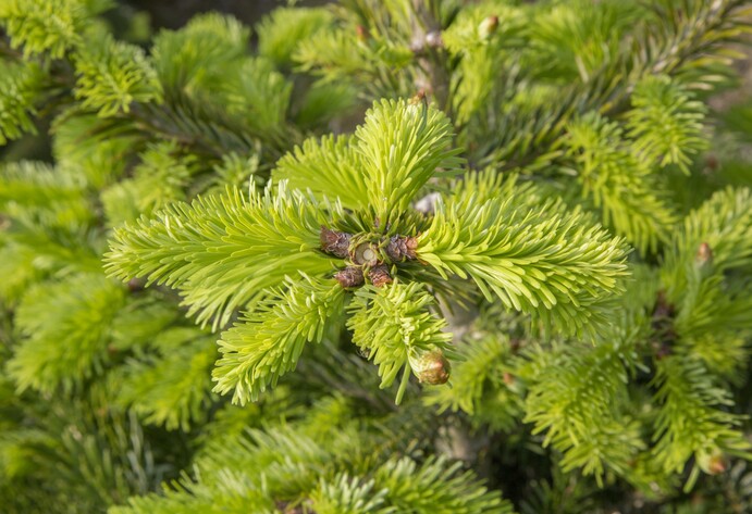 Hellgrüne Triebe am Tannenbaum