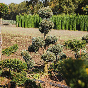 Baum auf einem Feld, dahinter Koniferenhecken
